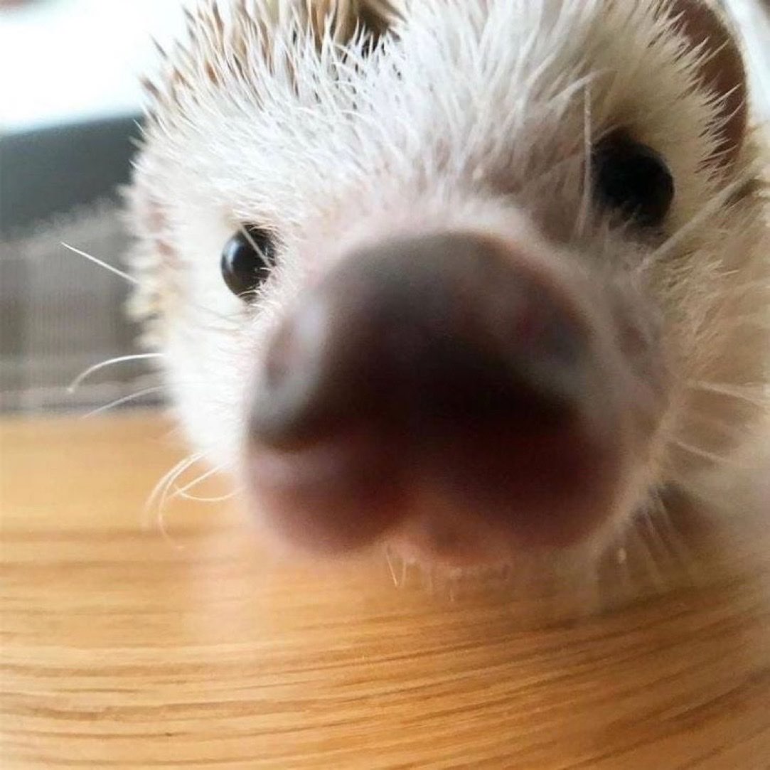 fs_cht's tweet photo. ctrl c ctrl v เลยหนิ 🦔🦔 https://t.co/xheQa1QUKy
