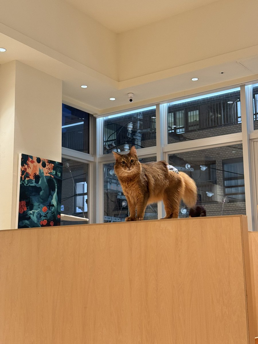 oofxyphxia_'s tweet photo. 猫ｃａｆｅ https://t.co/Uu3VWURjZH