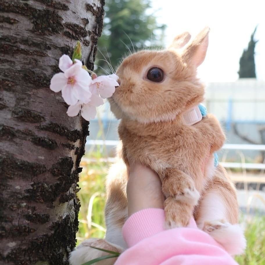 strawbunnybisou's tweet photo. happy national bunny day to every bunny out there!! we have much to celebrate 🐰🎀 https://t.co/epCLYvJZgD