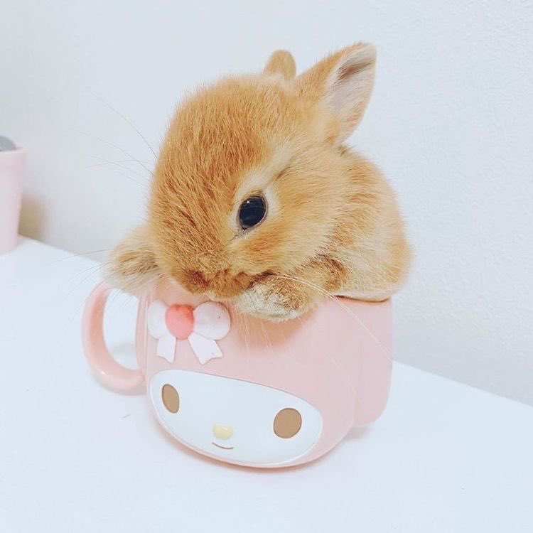 strawbunnybisou's tweet photo. happy national bunny day to every bunny out there!! we have much to celebrate 🐰🎀 https://t.co/epCLYvJZgD