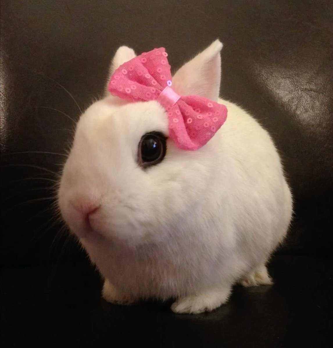 strawbunnybisou's tweet photo. happy national bunny day to every bunny out there!! we have much to celebrate 🐰🎀 https://t.co/epCLYvJZgD
