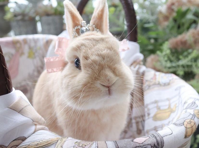 strawbunnybisou's tweet photo. happy national bunny day to every bunny out there!! we have much to celebrate 🐰🎀 https://t.co/epCLYvJZgD