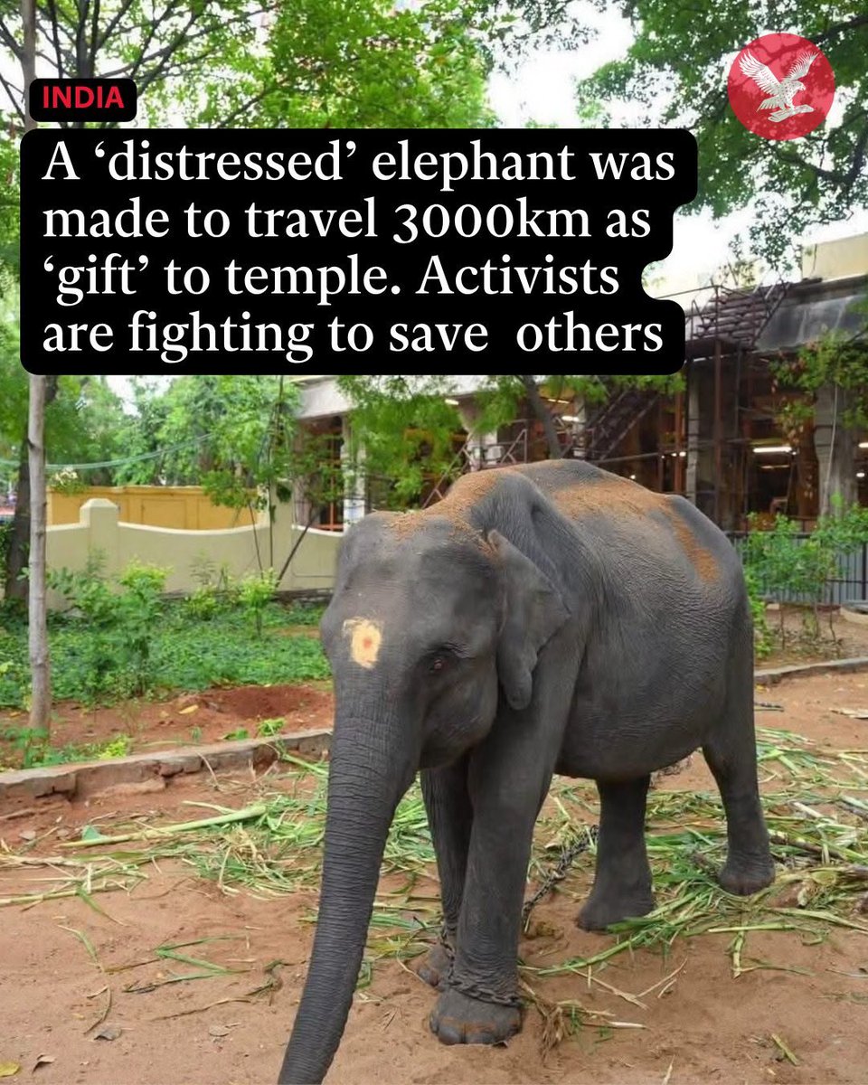 pricatttt's tweet photo. From internal investigations, it has come to light that initially Durga was not approved to be transferred. Then what happened suddenly that not only was she cleared to go but taken out in the dead of night from Manas national park?
#WhyTheChains
#VerifyTheFive @CMOTamilnadu https://t.co/LcYf6MdbYX