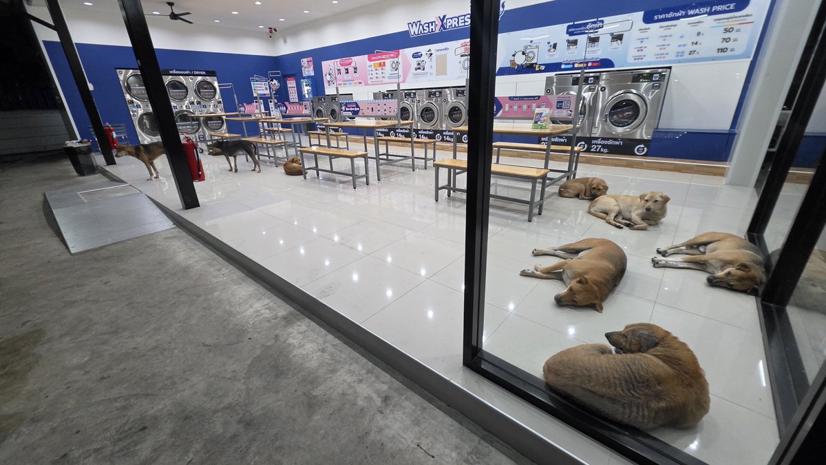 slothsdailyy's tweet photo. ข้าง 7 แถวบ้าน ที่พักพิงน้อนๆ นอนกันเกลื่อนเลย น่ารักเชียว ขอแอบถ่ายหน่อย มีลุกขึ้นมาบ่นด้วย 🤣 https://t.co/bi3wD7wXkD
