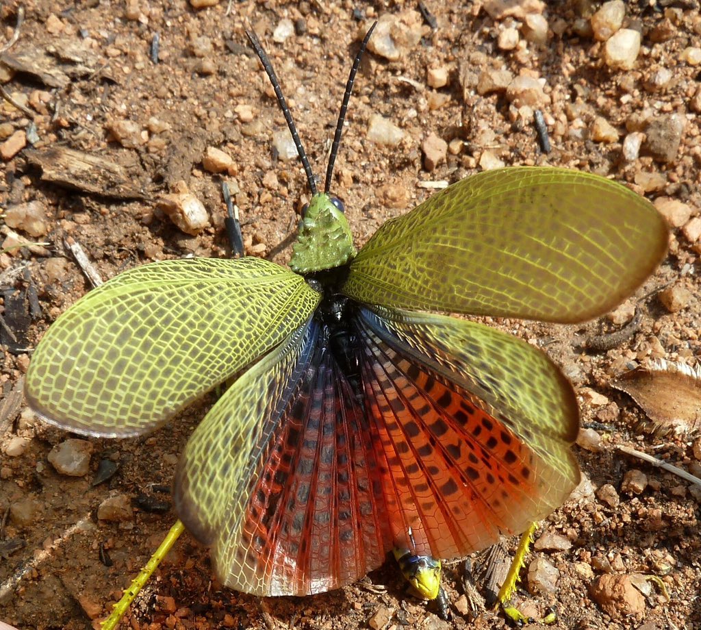 orthopterans's tweet photo. 🇿🇦 Grasshopper (Phymateus viridipes), warning display 

📸: https://t.co/xYOoNyuOZJ https://t.co/a0QftrefLl