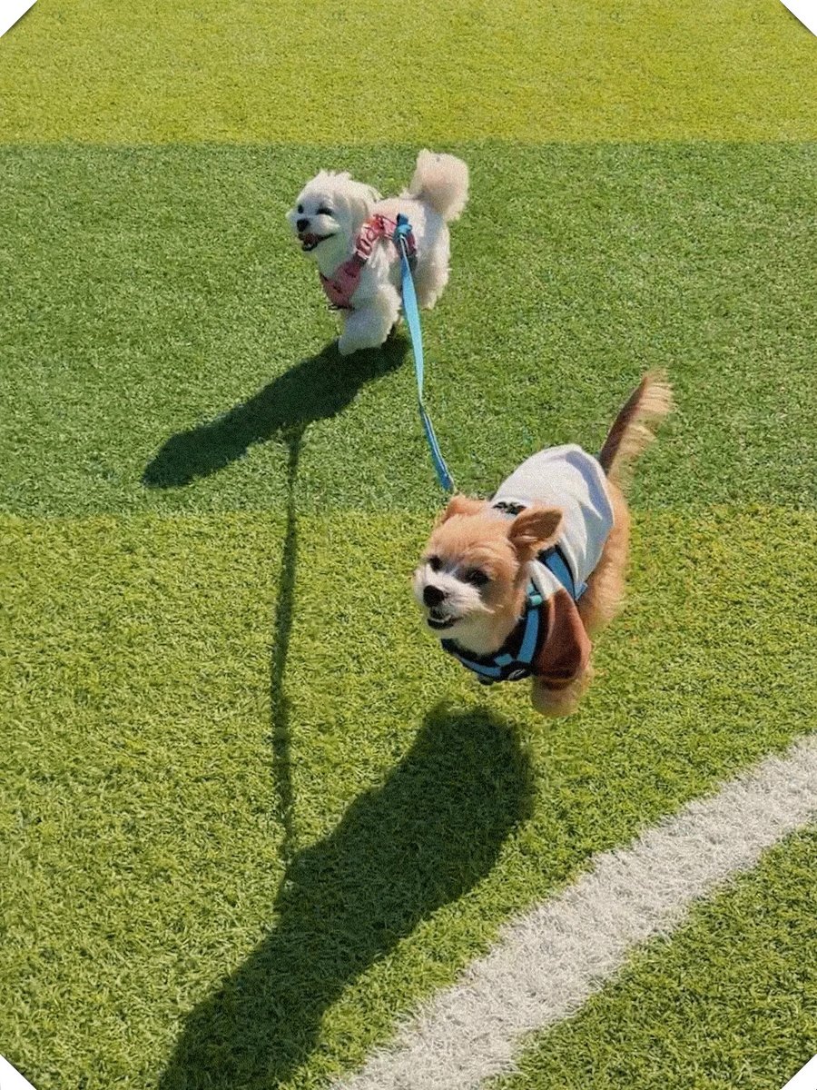 Jillzwdv's tweet photo. Mi pequeo perrito ya corre solo! Cada día crece más y más, llena de mi vida de amor y alegría. https://t.co/yZ7Q4kpU95