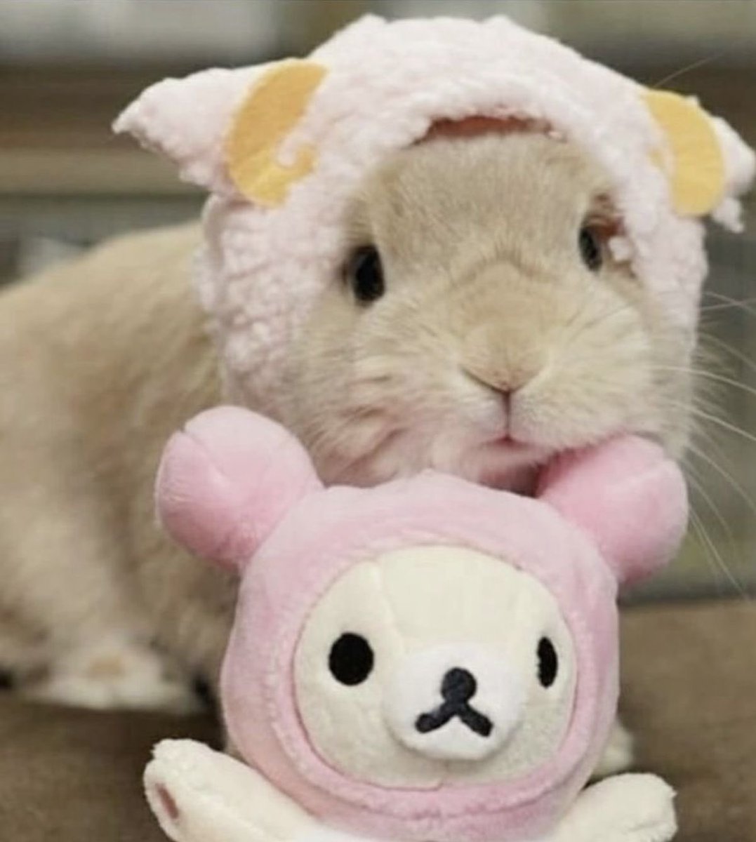frillydoe's tweet photo. happy international bunny day 🐰🐰🐰🥕 https://t.co/c6N9NnlA8H