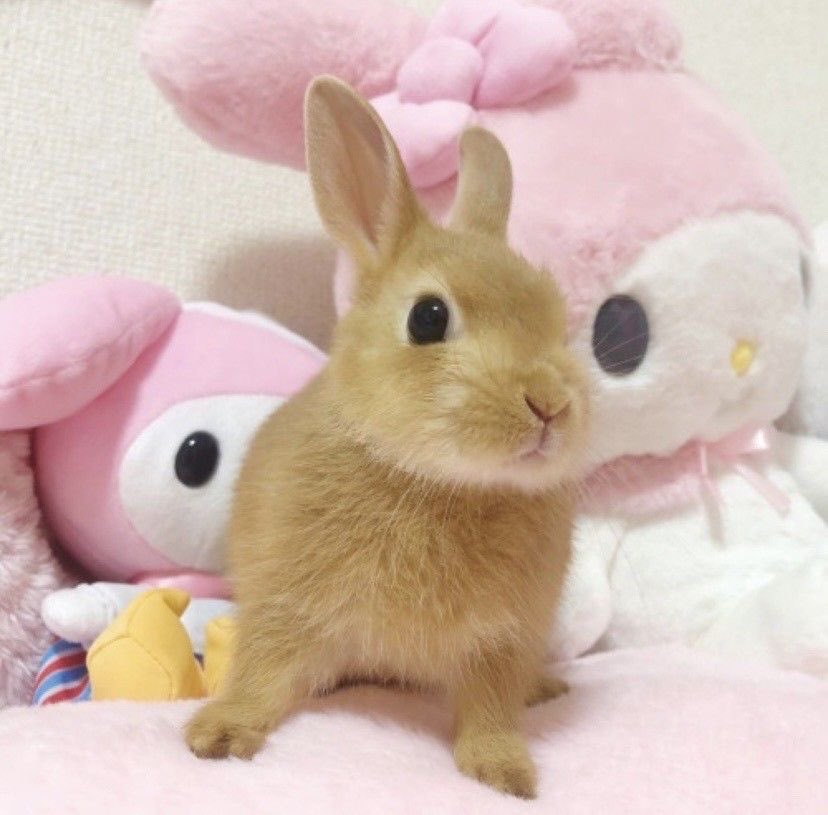 frillydoe's tweet photo. happy international bunny day 🐰🐰🐰🥕 https://t.co/c6N9NnlA8H