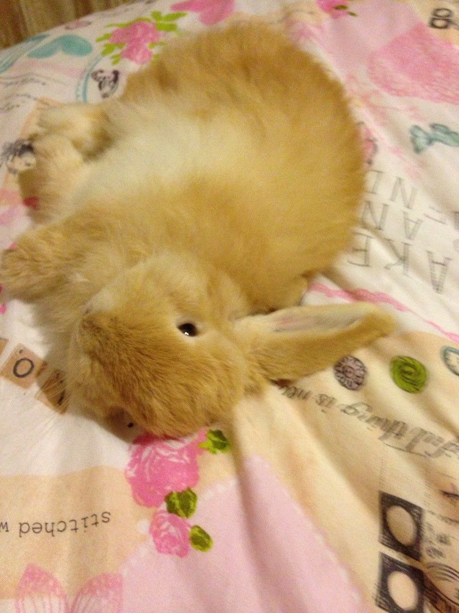 frillydoe's tweet photo. happy international bunny day 🐰🐰🐰🥕 https://t.co/c6N9NnlA8H