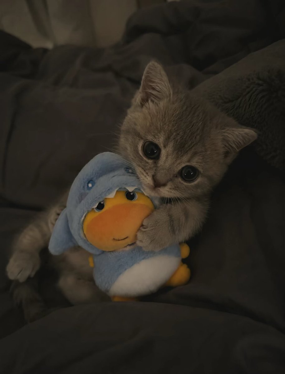 pic4Cat's tweet photo. https://t.co/p88V2A5TGZ