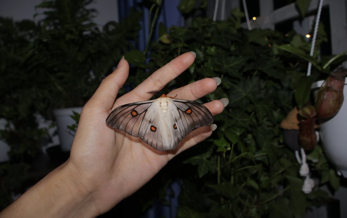 jbr_19892's tweet photo. Ghostly silkmoth 👻 — Ceranchia apollina  

小红书 ：qhao291 https://t.co/lvhrWSrmFo