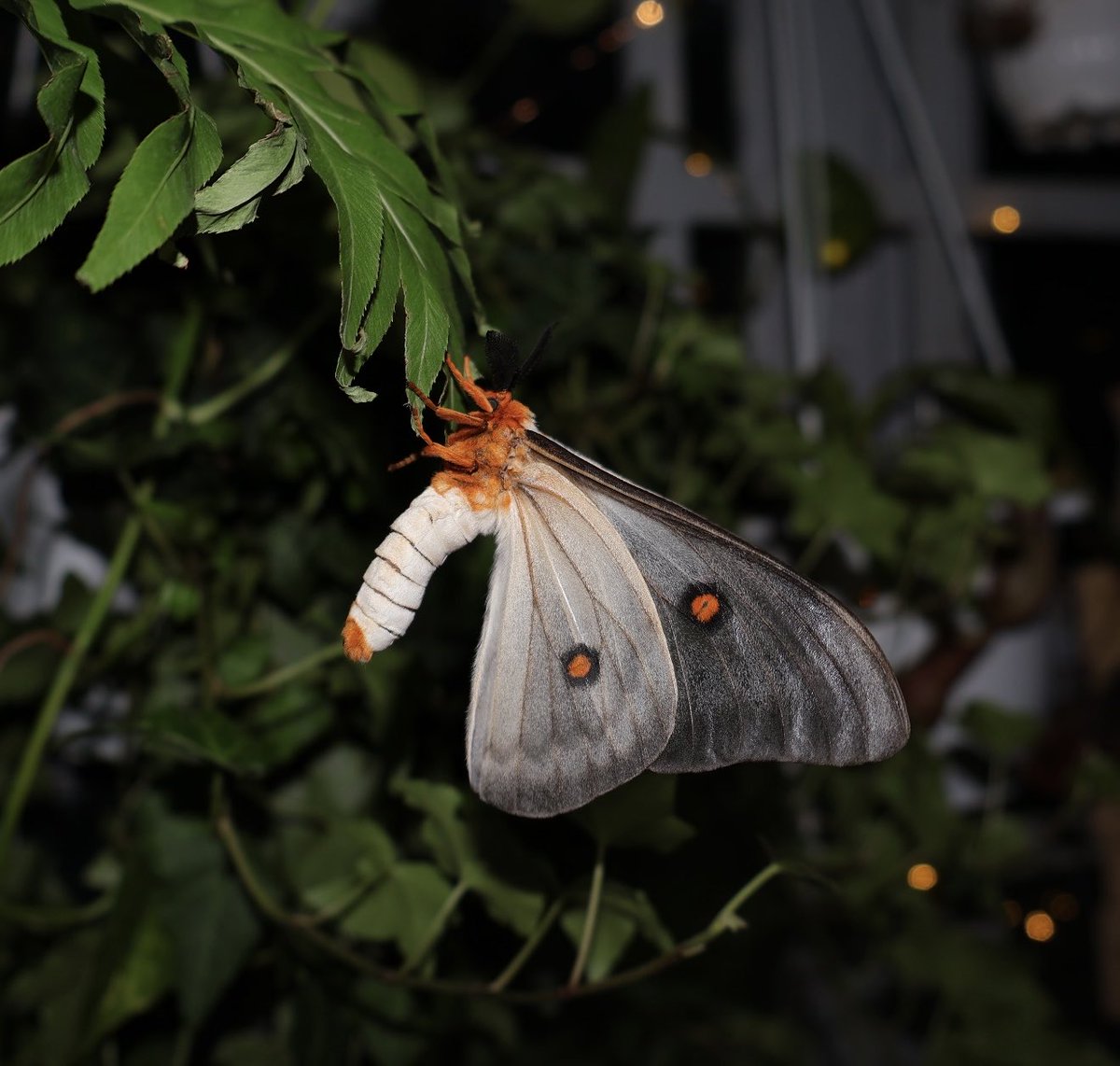 jbr_19892's tweet photo. Ghostly silkmoth 👻 — Ceranchia apollina  

小红书 ：qhao291 https://t.co/lvhrWSrmFo