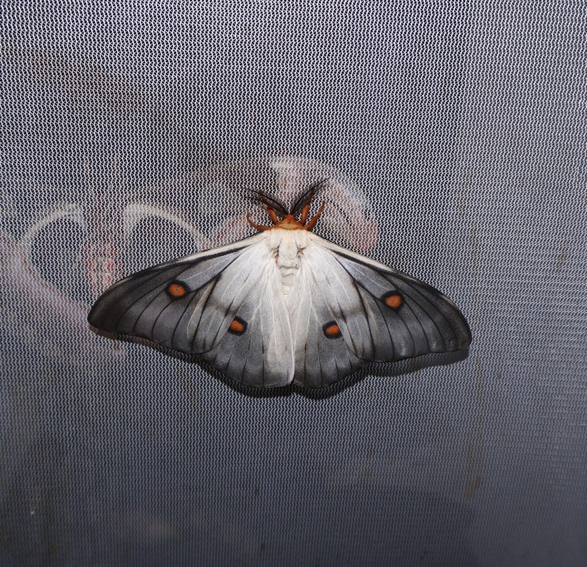 jbr_19892's tweet photo. Ghostly silkmoth 👻 — Ceranchia apollina  

小红书 ：qhao291 https://t.co/lvhrWSrmFo