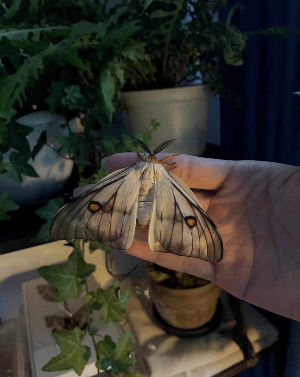 jbr_19892's tweet photo. Ghostly silkmoth 👻 — Ceranchia apollina  

小红书 ：qhao291 https://t.co/lvhrWSrmFo
