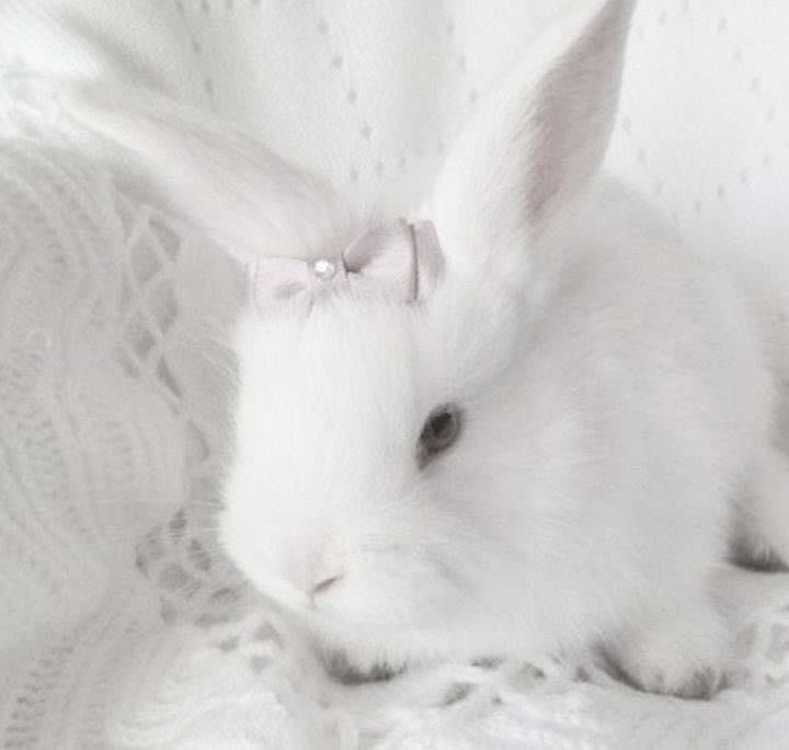 princessingdoll's tweet photo. celebrating all my sweet bunny girls today 🐇 https://t.co/HLUU10lWUe