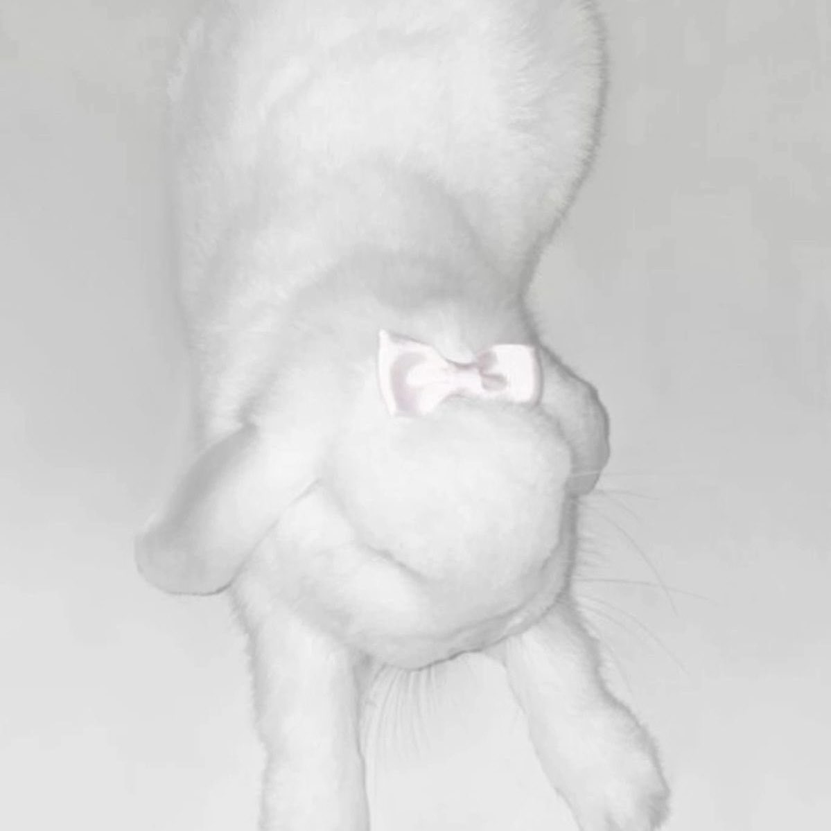 princessingdoll's tweet photo. celebrating all my sweet bunny girls today 🐇 https://t.co/HLUU10lWUe