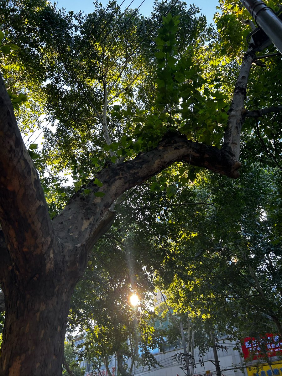 KAROLWISEMaze's tweet photo. Hoy el sol brilla con aire fresco, otoo se siente cerca!， https://t.co/krZhtAeSdH