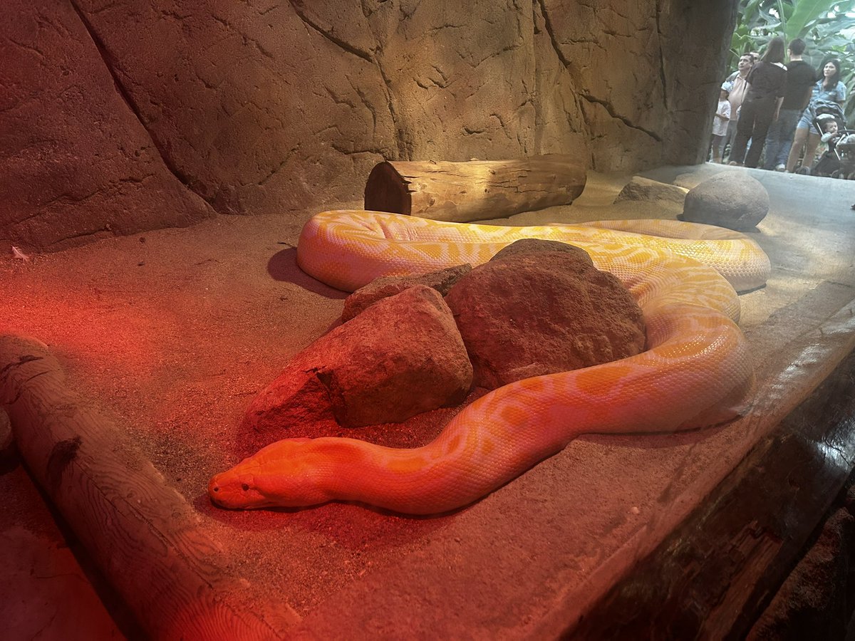 marceliiine98's tweet photo. zoo 🦒 https://t.co/hcay9NAZfT