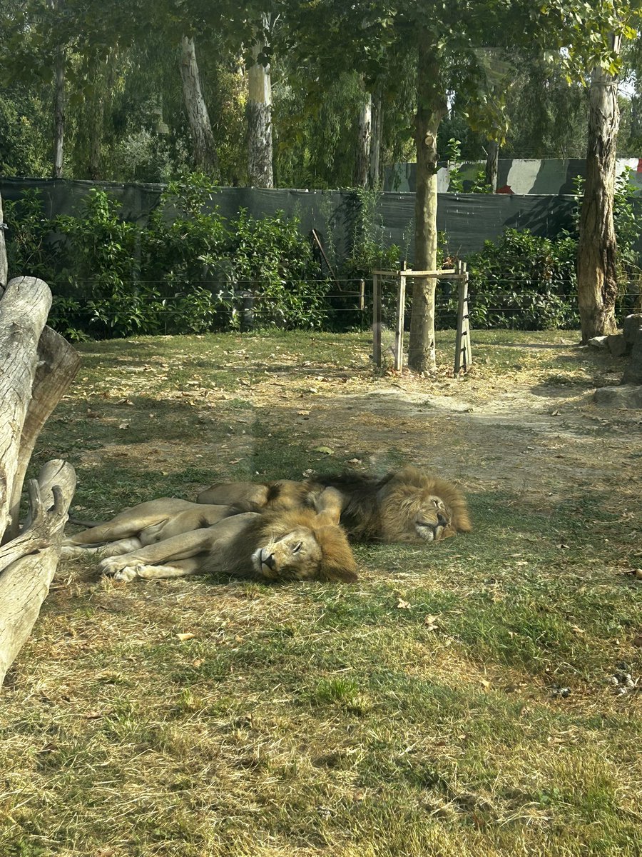 marceliiine98's tweet photo. zoo 🦒 https://t.co/hcay9NAZfT