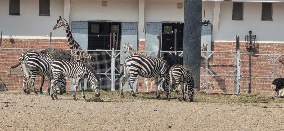 marceliiine98's tweet photo. zoo 🦒 https://t.co/hcay9NAZfT