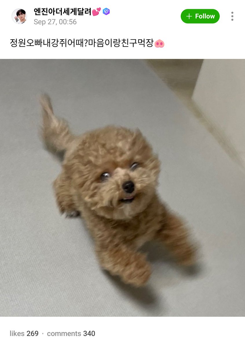 enhypenweverse's tweet photo. [ #정원's Reply ] 260927

OP: Jungwon oppa, what do you think about my dog? let's be friends with Maeumi

🐈: A little [like]
🐈: [It's] possessed by a demon
🐈: Don't test me
🐈: Like this kekeke

@ENHYPEN_members @ENHYPEN #ENHYPEN #엔하이픈 #JUNGWON https://t.co/Vz7NgiJZsf