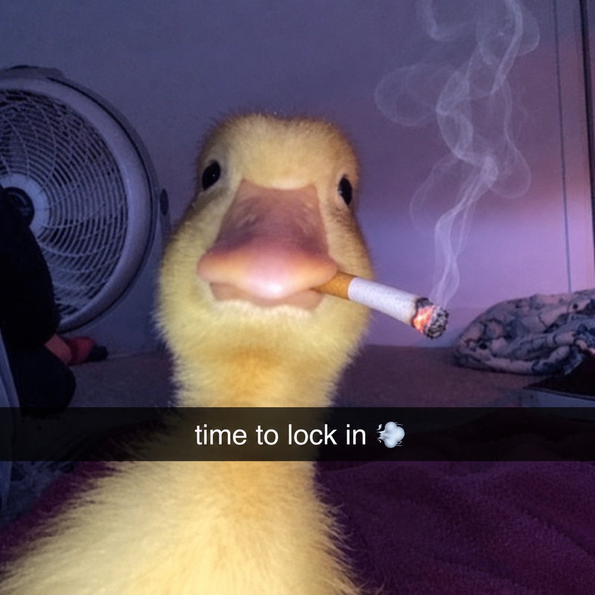 harold_onsol's tweet photo. lets lock in quackers https://t.co/I6dXOkiPnu
