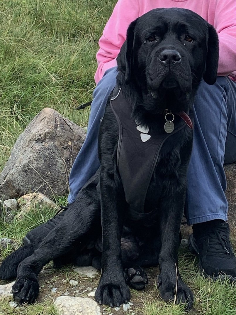 millypod1's tweet photo. 🆘25 SEPT 2026 #Lost Rothko #ScanMe
Black Labrador Retriever Male
Route11 /Shell Garage #A11 #Attleborough #NR17 2PU
#Norfolk 
https://t.co/6s5NWQHTPY https://t.co/zyFPZfJdC5