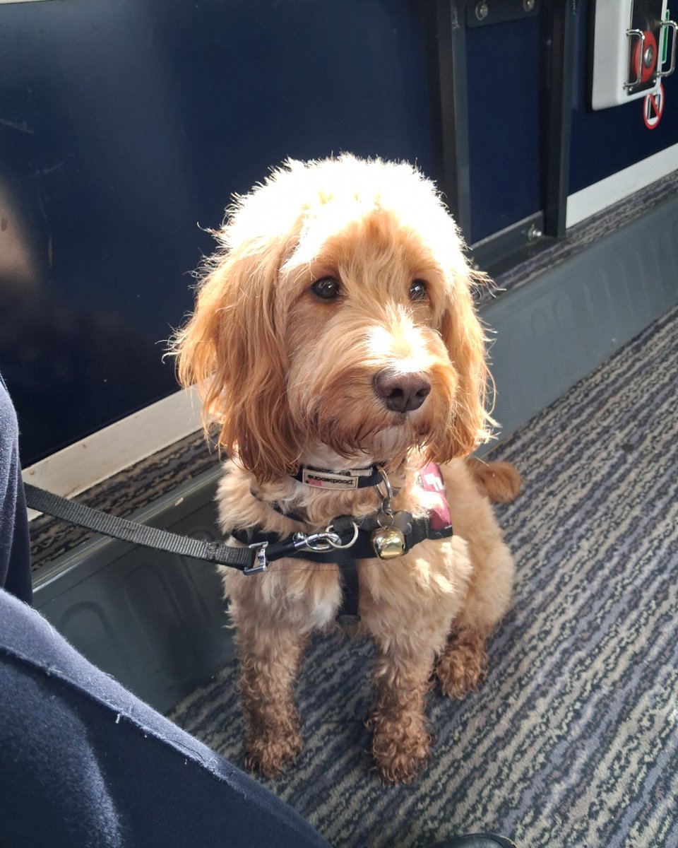 HearingDogs's tweet photo. Round of applause for Susie! 👏

This clever cockapoo has just completed her final assessment to become a life-changing hearing dog. 

After completing all her Certificates, Susie's ready to meet her recipient. 

We're so proud of you Team Susie! ❤️🐾 https://t.co/kHakf5Bn2D