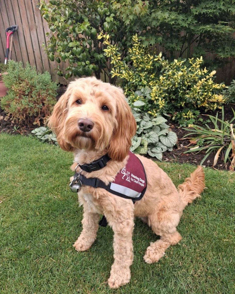 HearingDogs's tweet photo. Round of applause for Susie! 👏

This clever cockapoo has just completed her final assessment to become a life-changing hearing dog. 

After completing all her Certificates, Susie's ready to meet her recipient. 

We're so proud of you Team Susie! ❤️🐾 https://t.co/kHakf5Bn2D