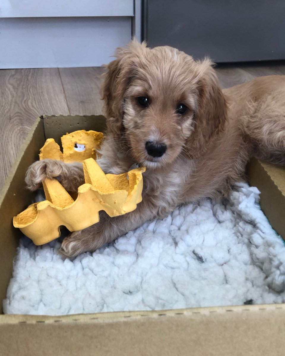 HearingDogs's tweet photo. Round of applause for Susie! 👏

This clever cockapoo has just completed her final assessment to become a life-changing hearing dog. 

After completing all her Certificates, Susie's ready to meet her recipient. 

We're so proud of you Team Susie! ❤️🐾 https://t.co/kHakf5Bn2D