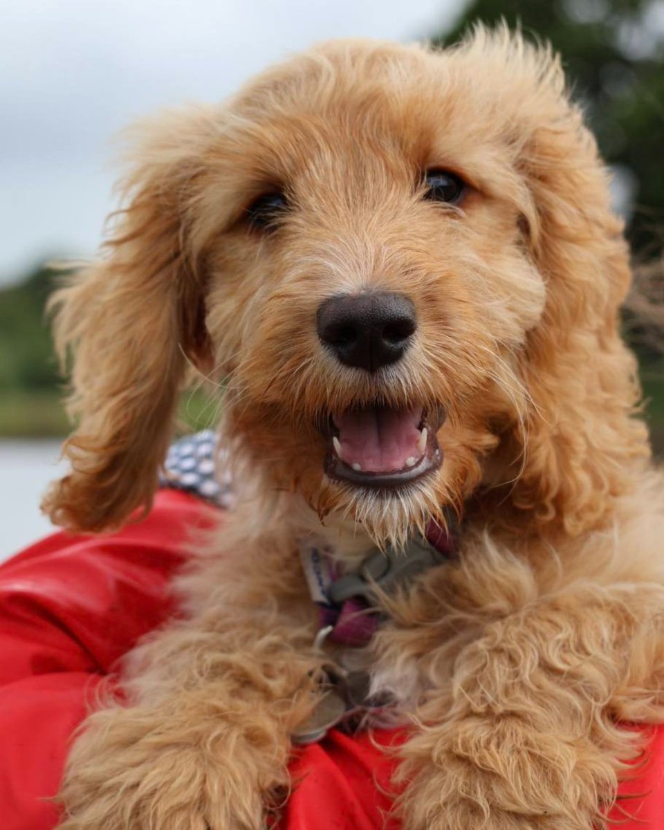 HearingDogs's tweet photo. Round of applause for Susie! 👏

This clever cockapoo has just completed her final assessment to become a life-changing hearing dog. 

After completing all her Certificates, Susie's ready to meet her recipient. 

We're so proud of you Team Susie! ❤️🐾 https://t.co/kHakf5Bn2D