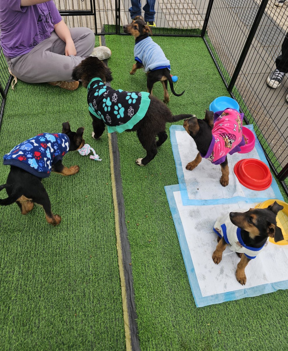 sol_palacios_m's tweet photo. Ya estamos en jornada de adopción afuera del mall plaza egaña junto a nuestros bebés, ya con su 2da dosis de vacuna esperando familias, ha costado mucho recuperarlos pero ya es momento de que encuentren hogares☺️💕 https://t.co/m7jZ78tk4y