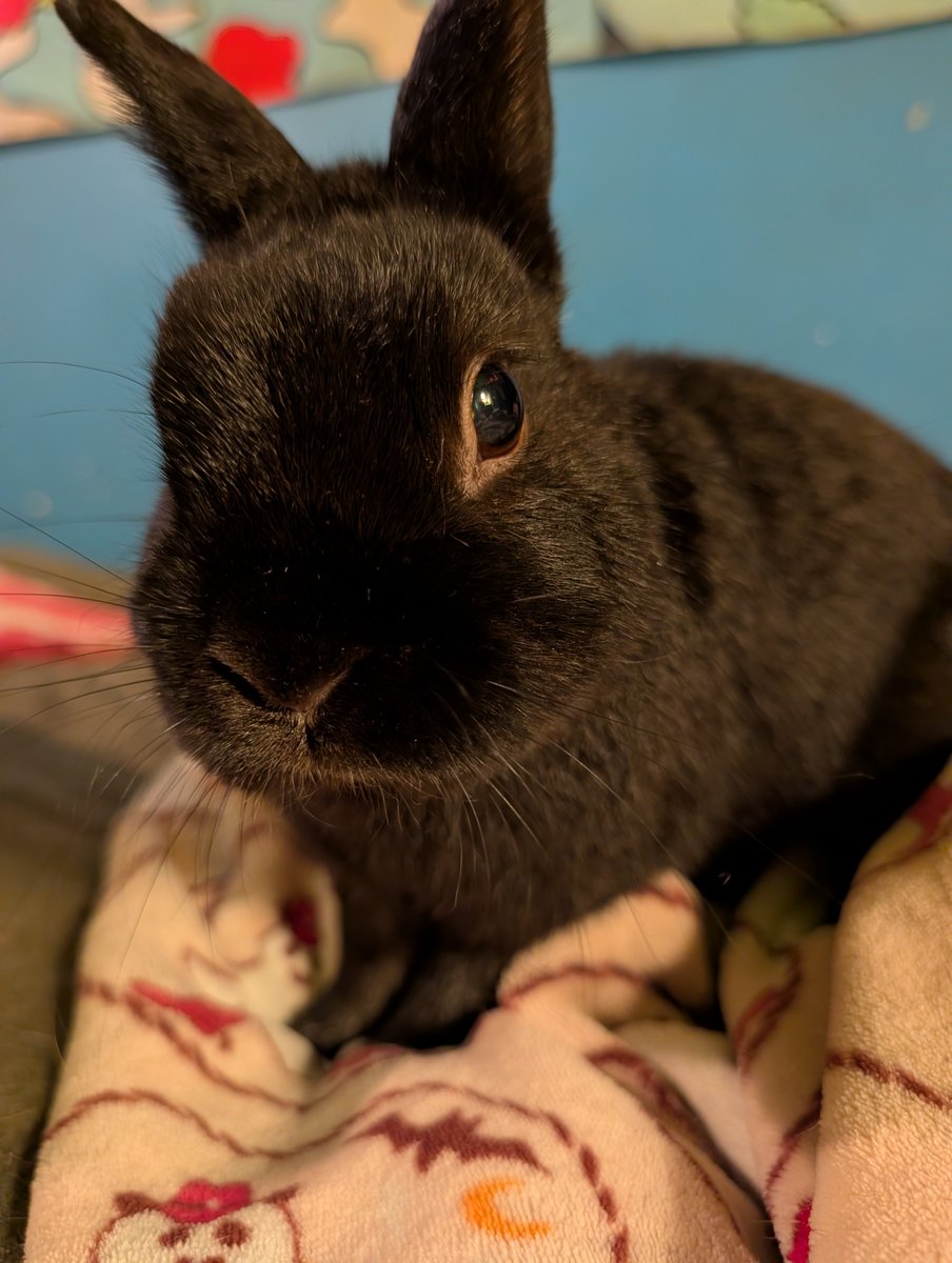 cosmoonies's tweet photo. happy rabbit day to my son https://t.co/UJtoDweXap