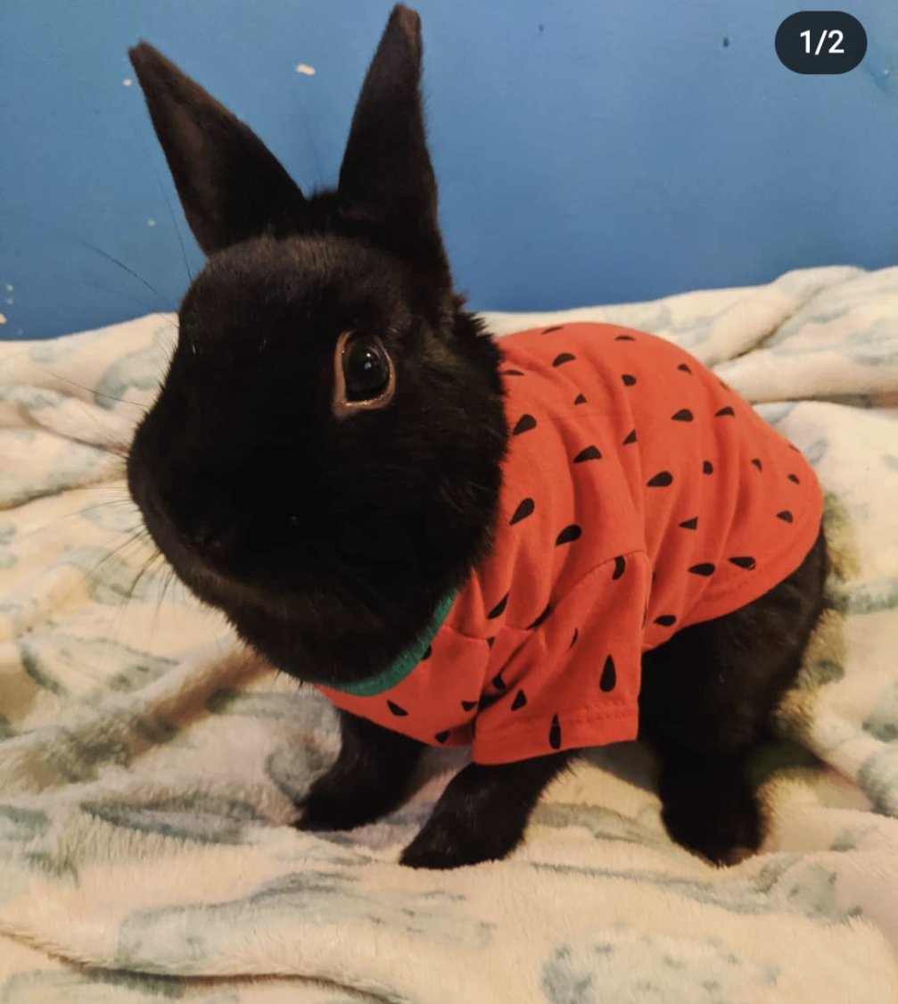 cosmoonies's tweet photo. happy rabbit day to my son https://t.co/UJtoDweXap