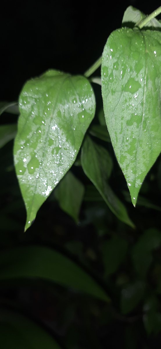 sbgreen17's tweet photo. Winter like night. Good showers. Cool winds. Took bath in last monsoon 2026 rains. Cool winds entering in my room so no AC and no fan. Enjoying lovely and pollution-free weather. Sharing some beautiful visuals.
#Delhi #DelhiRains #Rains #CoolWeather #Winter #Monsoon https://t.co/7WxQ5c3t0Q