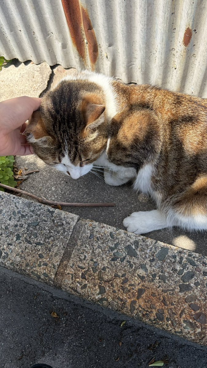 0n1y_nt's tweet photo. 仕事中に人懐っこい猫ちゃん見つけた〜♪ https://t.co/0sx2vc6qdp