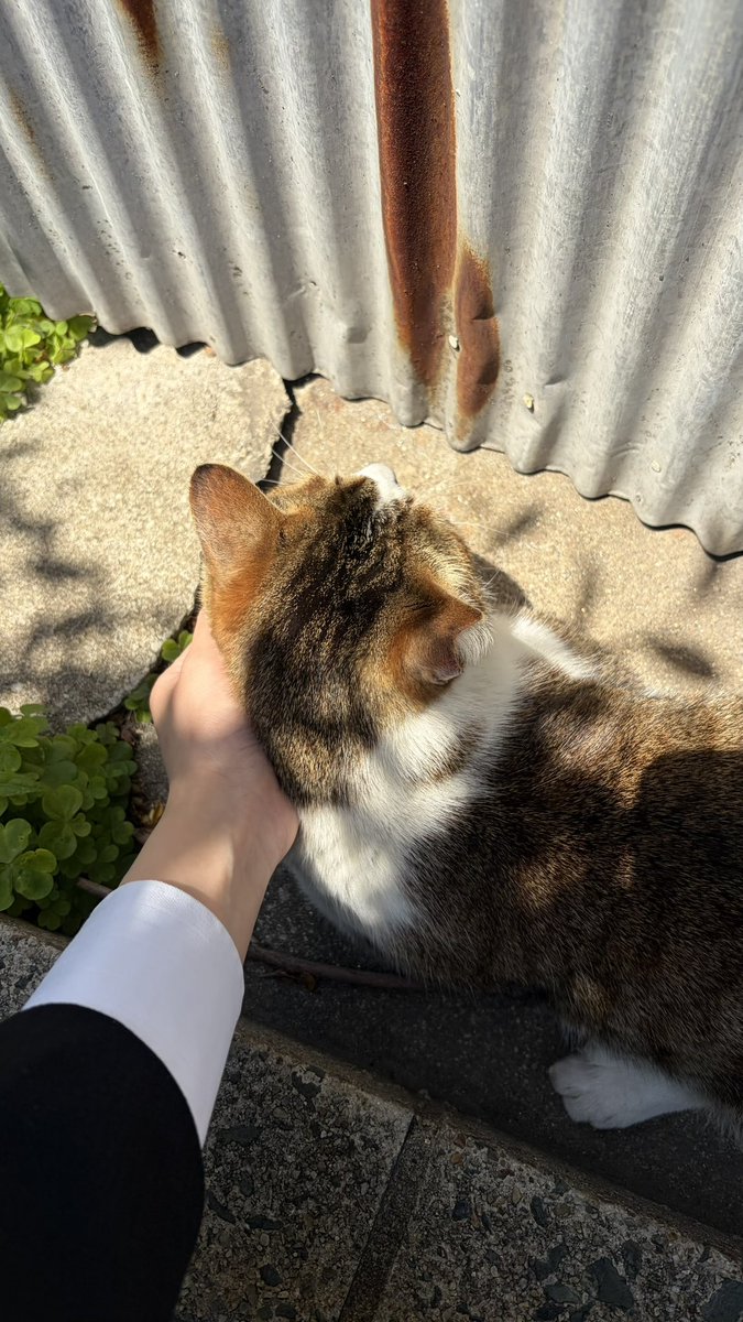 0n1y_nt's tweet photo. 仕事中に人懐っこい猫ちゃん見つけた〜♪ https://t.co/0sx2vc6qdp