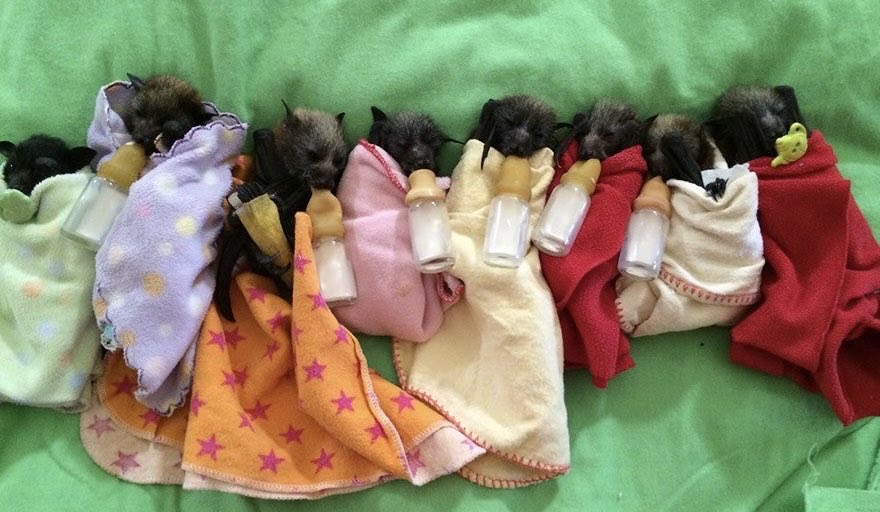 urgoregff's tweet photo. shhhh the bat burritos are ready for sleep https://t.co/E4A7OnQMFP