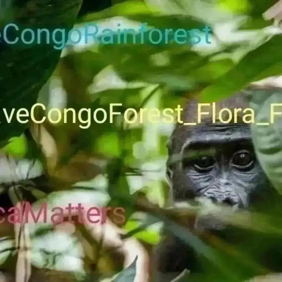 stamberg_e96884's tweet photo. SaveCongoRainforest Day 2391
#SaveCongoRainforest
#SaveCongoForest_Flora_Fauna๐ด๐ฆ #AfricaMatters #IndigenousLivesMatter
@SaveCongoForest
In Solidarity with
@vanessa_vash and
@Remy_Zahiga
The Congo Rainforest is vital in the fight for climate and social justice!โฎ๏ธ๐ https://t.co/DdkRM5cnj4