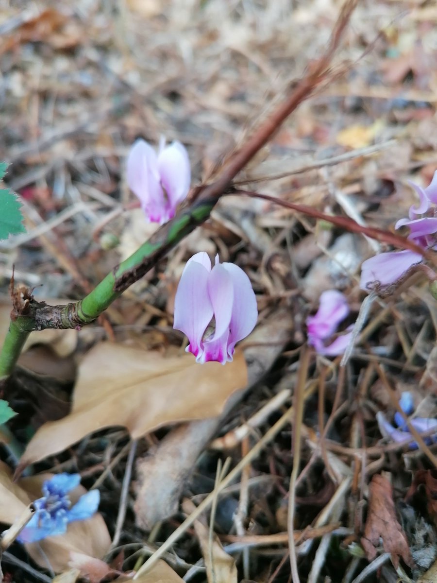 RMRSavage's tweet photo. Today's walk: spotted some flowers on this autumnal day. A very peaceful walk with lots of birds too. The flowers are cyclamen, toadflax, white campion and an invasive: Himalayan balsam #nature #greenspace #naturewalks https://t.co/GfwAqs6SuP