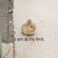 razzled782's tweet photo. I just realized today is national bunny day, I love my birthday again https://t.co/kR5AbCvGpD