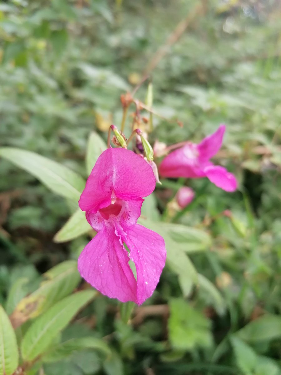 RMRSavage's tweet photo. Today's walk: spotted some flowers on this autumnal day. A very peaceful walk with lots of birds too. The flowers are cyclamen, toadflax, white campion and an invasive: Himalayan balsam #nature #greenspace #naturewalks https://t.co/GfwAqs6SuP