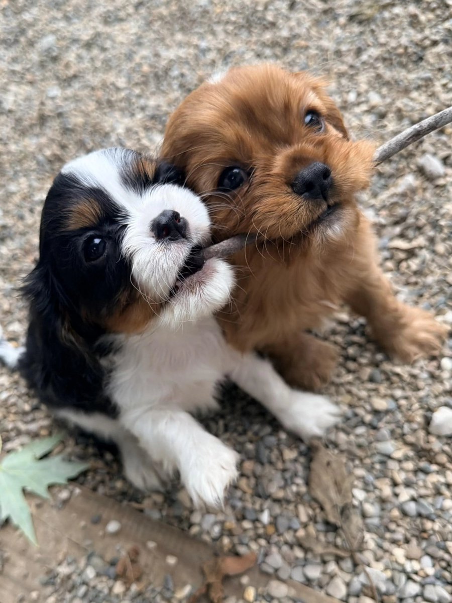 Yoda4ever's tweet photo. "We don’t know what we’re doing, but we’re doing it together.” 🐶🐶😅 https://t.co/x49fI70Ix2