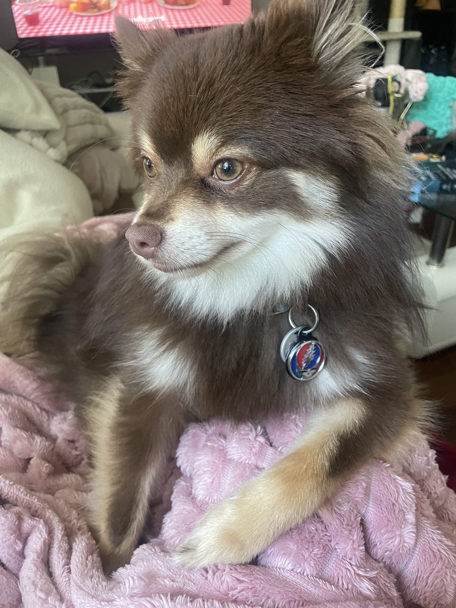 KileyFox's tweet photo. He grew up to be such a handsome little brown bear 🤎😍 https://t.co/bOVLLFMeYS