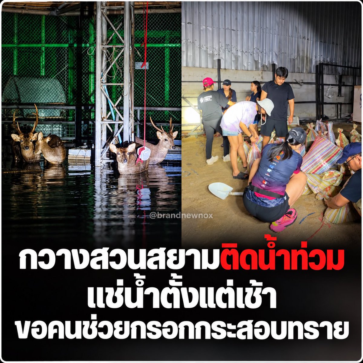 brandnewnox's tweet photo. ขอช่วยกันแชร์ครับ กวางที่สวนสยามแช่น้ำท่วมตั้งแต่เช้า บางตัวเริ่มอ่อนแรง ขณะที่ระดับน้ำสูงขึ้นจนไม่สามารถขนย้ายออกมาได้ 😢

มีทั้งกวาง กระต่าย และม้าหลายสิบตัวติดอยู่ โดยมีสัตวแพทย์ช่วยให้น้ำเกลือกวางแล้ว

ตอนนี้ต้องการคนช่วยกรอกและขนกระสอบทราย รวมถึงรถ 6 ล้อ เพื่อนำทรายไปยกพื้นที่ให้กวางยืนพ้นน้ำ

https://t.co/uRuliNCE80