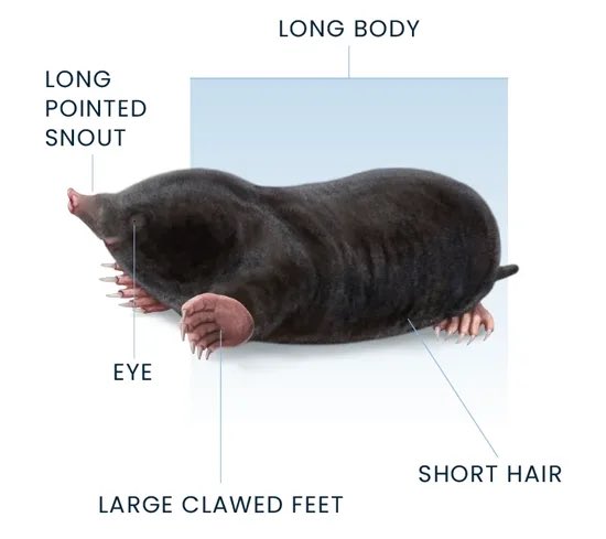 R0B0F0RTUNE's tweet photo. kind of obsessed with moles, underrated critter https://t.co/A1GM3uAide