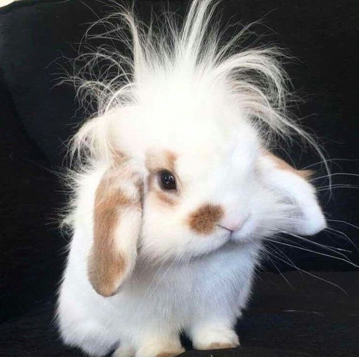 fawnkookie's tweet photo. silly bunny https://t.co/e45K6am7Yx