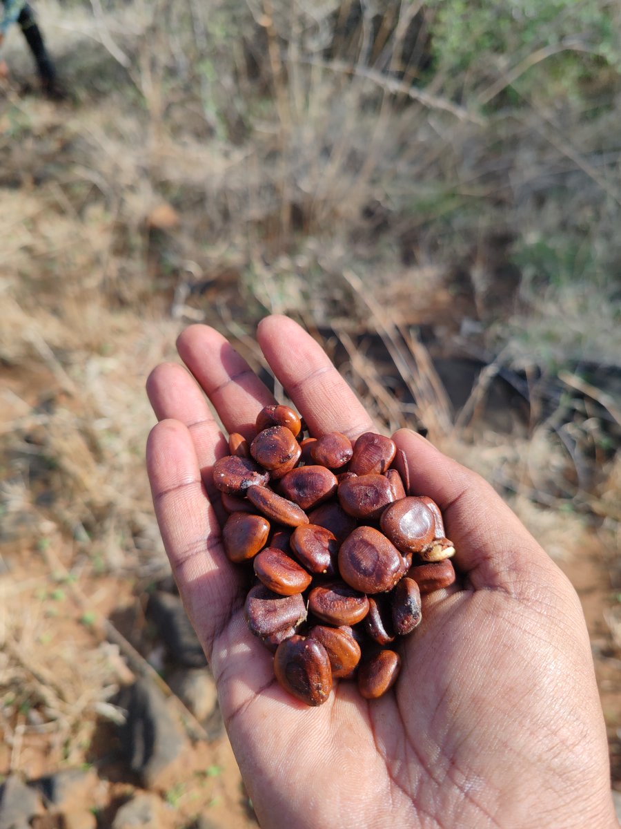 PPPsince2017__'s tweet photo. 🌱 For the 9th consecutive year, we’re sharing tamarind seeds with devotees visiting Saruvamalai.
5 kgs sown today. 
#pattikadupasumaipattarai https://t.co/hFg94NBw4A