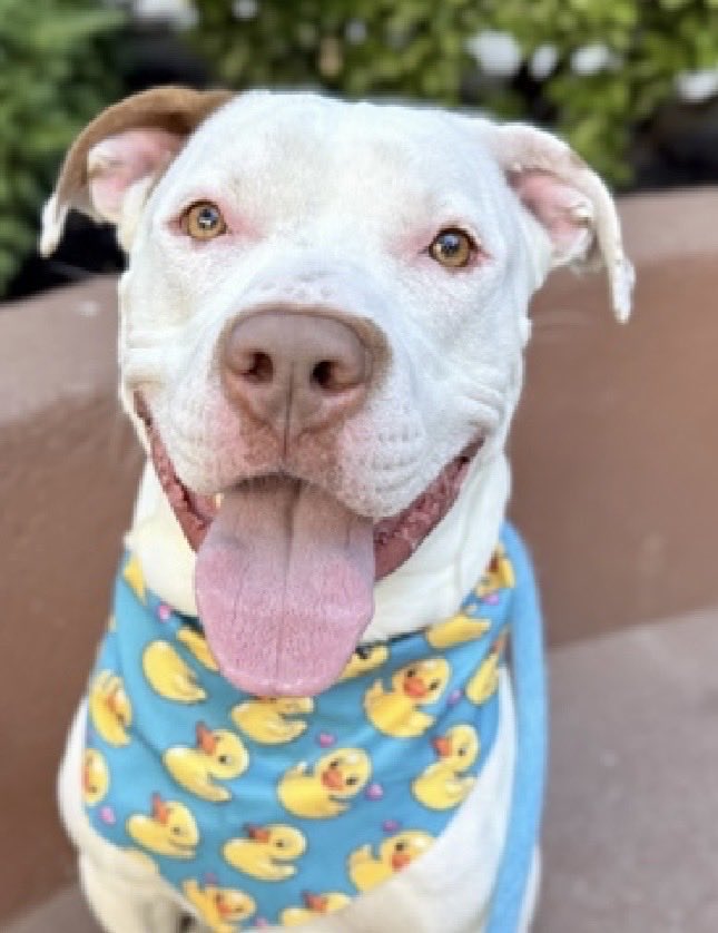 LainieEKC's tweet photo. @MoishesMom 🩷🙏🏻 Please Save this beautiful 11 month old puppy 🐶 SHRUB!  This gorgeous sweet boy is under 60 lbs! He will be loyal best friend for life! 🙏🏻🩷🙏🏻🩷🙏🏻 https://t.co/3vCGbQVJqr