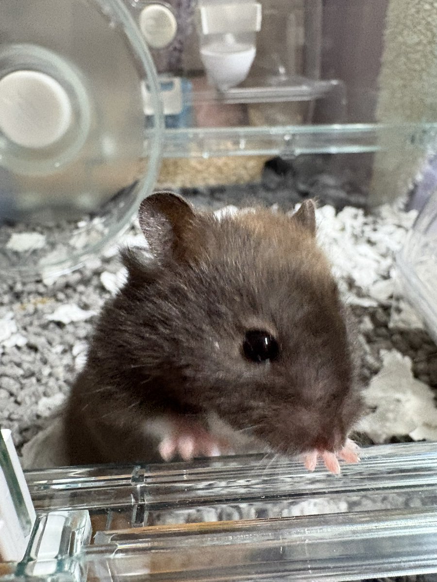 sakuya_0305___'s tweet photo. 今日お迎えした
キタアオジタトカゲのさくさん
ゴールデンハムスター(長毛)のあちゃん

#爬虫類好きさんと繋がりたい 
 #小動物好きさんと繋がりたい 
 #ゴールデンハムスター 
#キタアオジタトカゲ https://t.co/bURpEUykeY